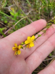 Hypericum tenuifolium