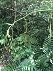 Smilax smallii