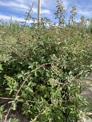 Rubus ulmifolius