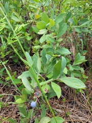 Vaccinium tenellum