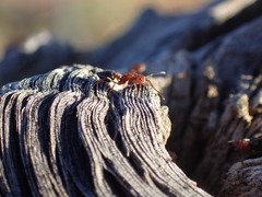 Crematogaster melanogaster