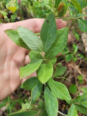 Vaccinium tenellum