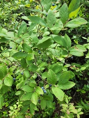 Vaccinium tenellum