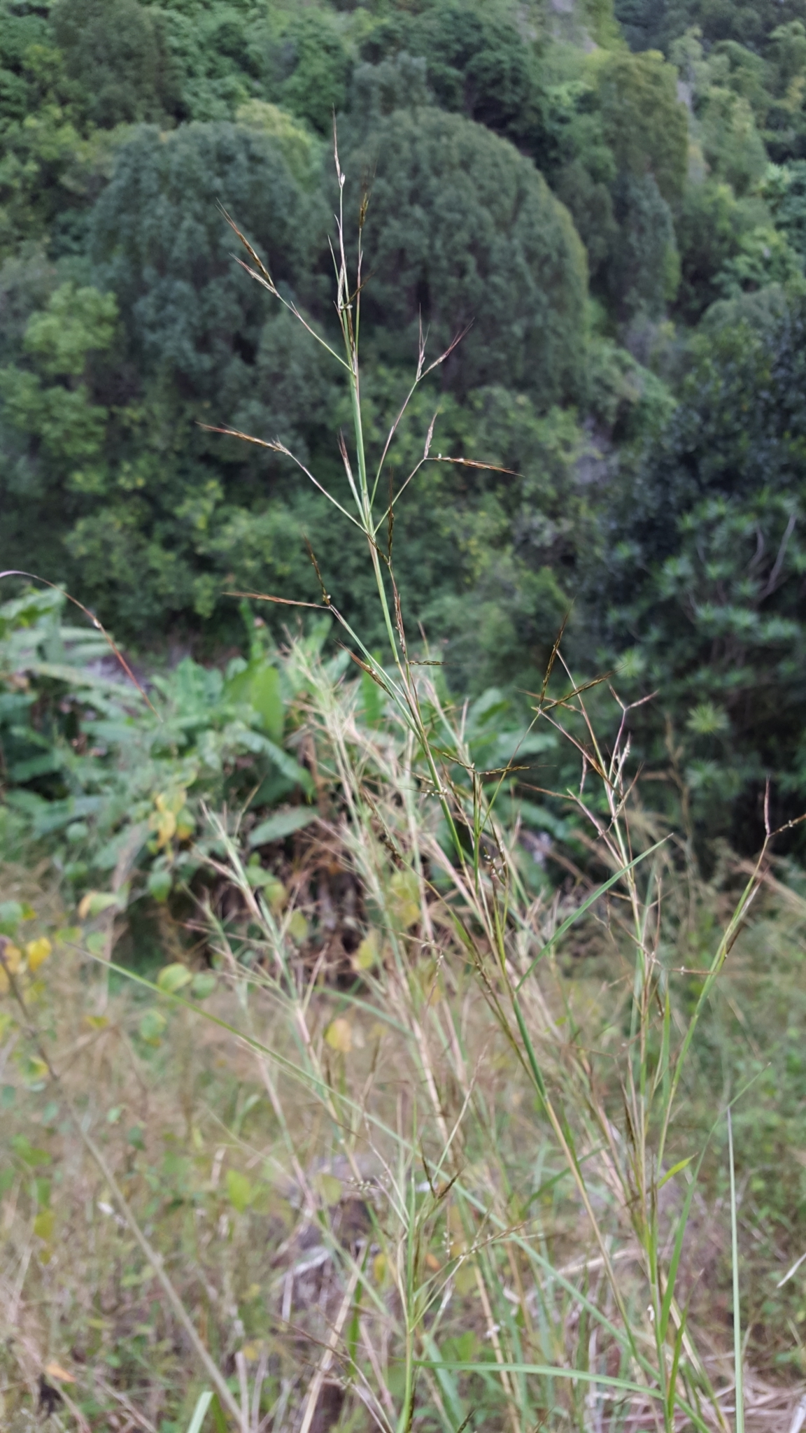 (c) François Rousseu, certains droits réservés (CC BY-NC) https://www.inaturalist.org/observations/84712529