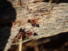 Crematogaster melanogaster