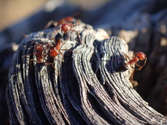 Crematogaster melanogaster