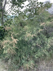Tamarix gallica