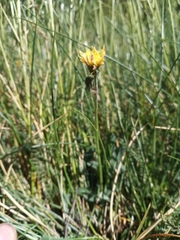 Pilosella lactucella