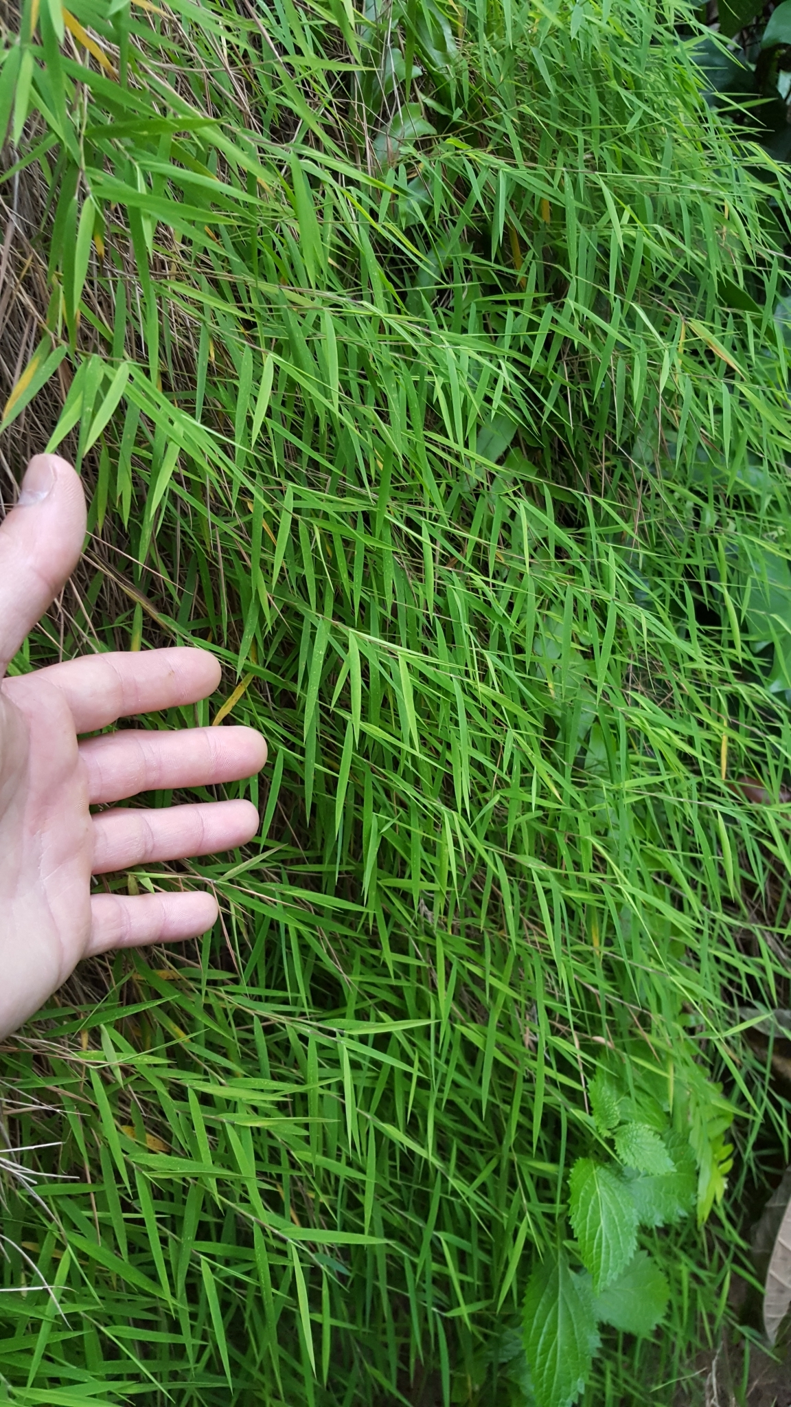 Imagem de Capim-dos-pampas