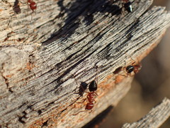 Crematogaster melanogaster