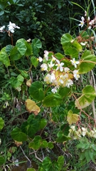 Begonia minor