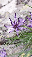 Phyteuma hedraianthifolium