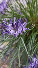 Phyteuma hedraianthifolium