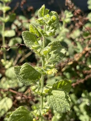 Melissa officinalis altissima