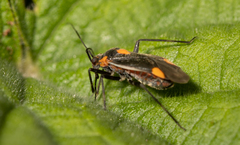 Capsodes flavomarginatus