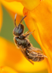 Lasioglossum
