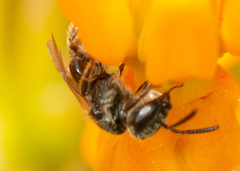 Lasioglossum