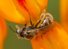 Lasioglossum