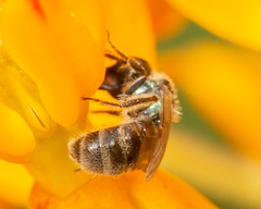 Lasioglossum