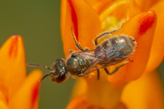 Lasioglossum