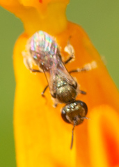 Lasioglossum