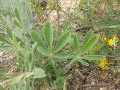 Potentilla astracanica