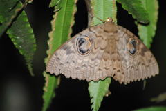 Erebus walkeri