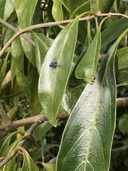 Condylostylus mundus