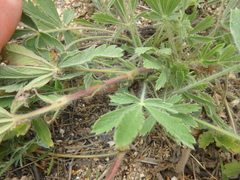 Potentilla astracanica