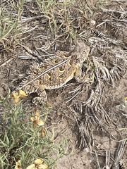 Phrynosoma cornutum