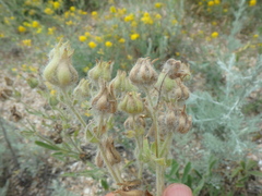 Potentilla astracanica