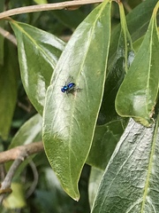Condylostylus mundus