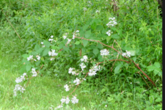 Rubus ostryifolius