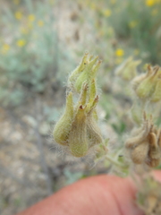 Potentilla astracanica