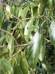 Condylostylus mundus