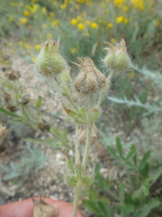Potentilla astracanica