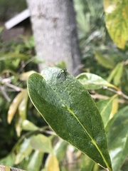 Condylostylus mundus