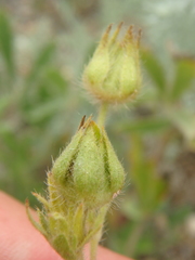 Potentilla astracanica