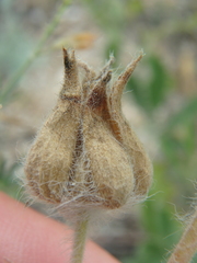 Potentilla astracanica