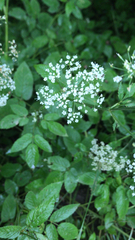 Aegopodium podagraria