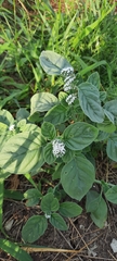 Heliotropium