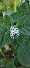 Heliotropium
