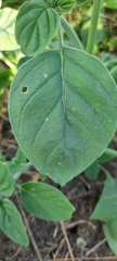 Heliotropium