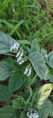 Heliotropium