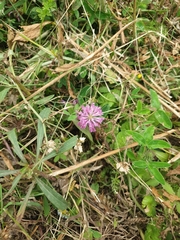 Trifolium medium