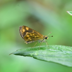 Taractrocera ceramas