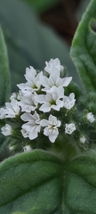 Heliotropium