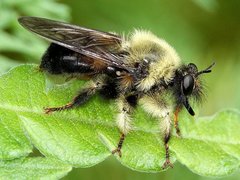 Laphria huron