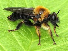Laphria huron