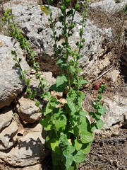 Verbascum creticum